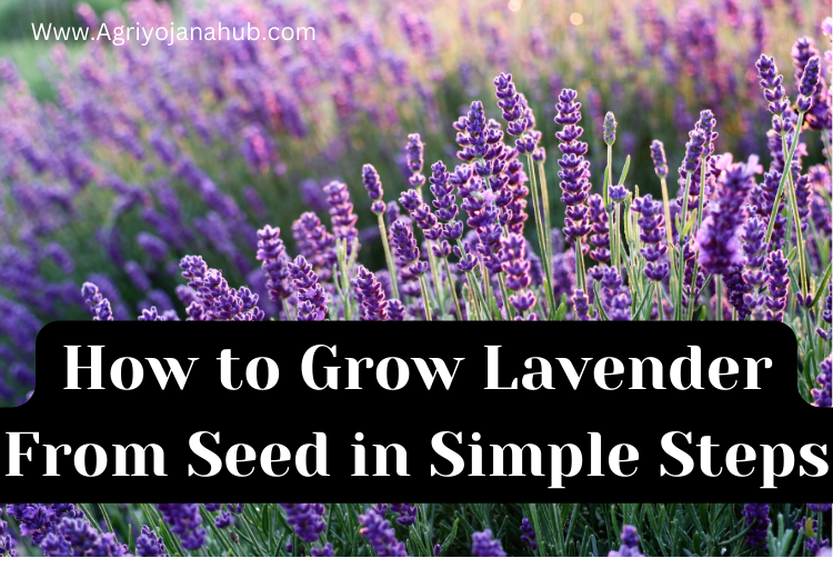 How to Grow Lavender From Seed in Simple Step